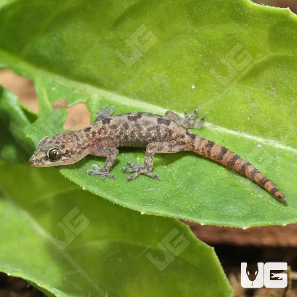 C.B. Baby Lined Day Gecko