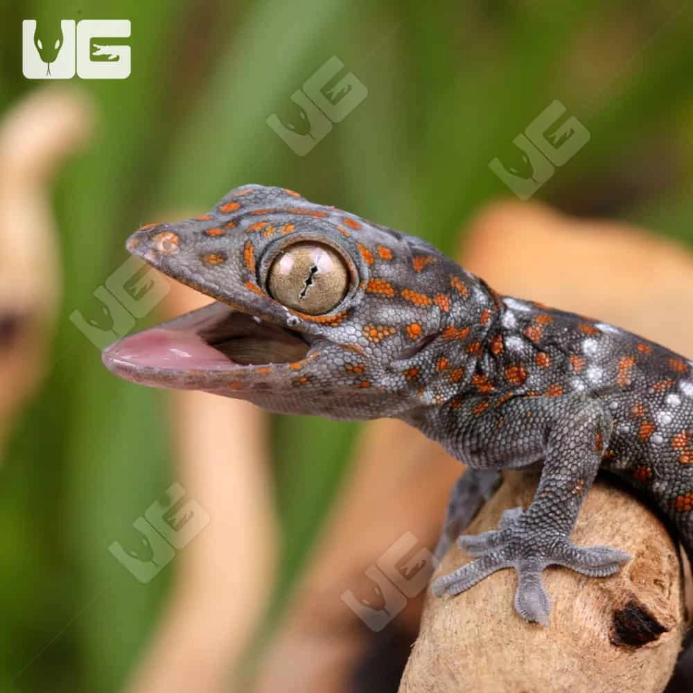 C.B. Baby Platinum Tokay Gecko - Image 3