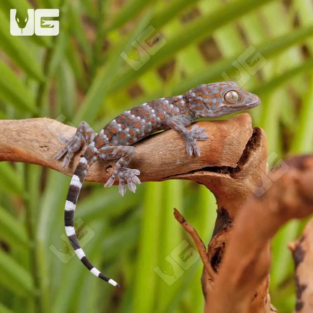 C.B. Baby Platinum Tokay Gecko - Image 2