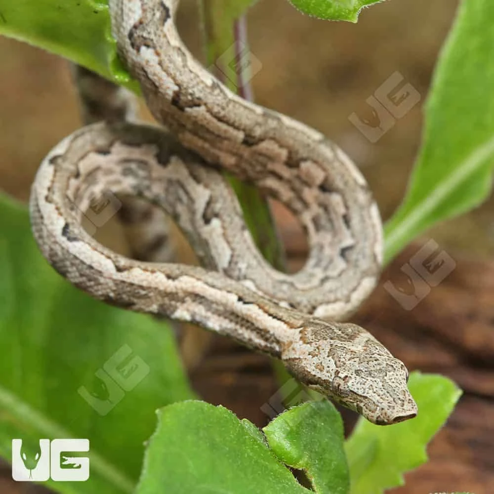 C.B. Baby San Isabel Island Ground Boa - Image 2