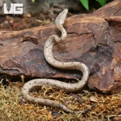 C.B. Baby Solomon Island Ground Boa