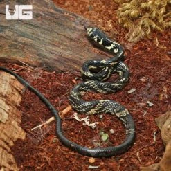 C.B. Baby Guyana Tiger Ratsnake