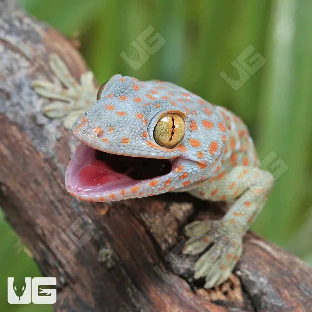 C.B. Baby Tokay Gecko - Image 2