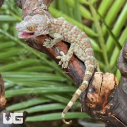 C.B. Baby Tokay Gecko