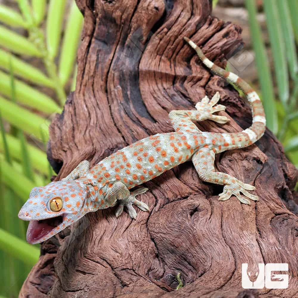 C.B. Baby Tokay Gecko - Image 3