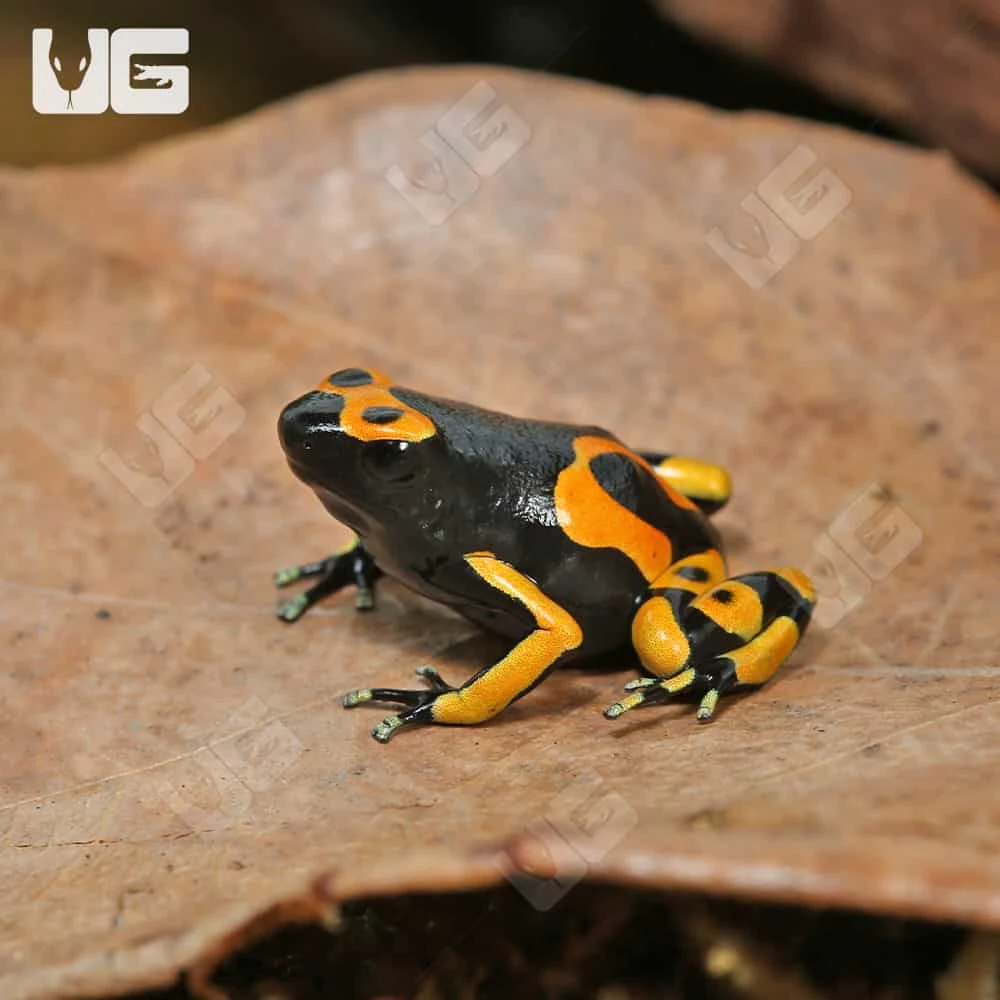 C.B. Bandit Bumblebee Dart Frog - Image 4