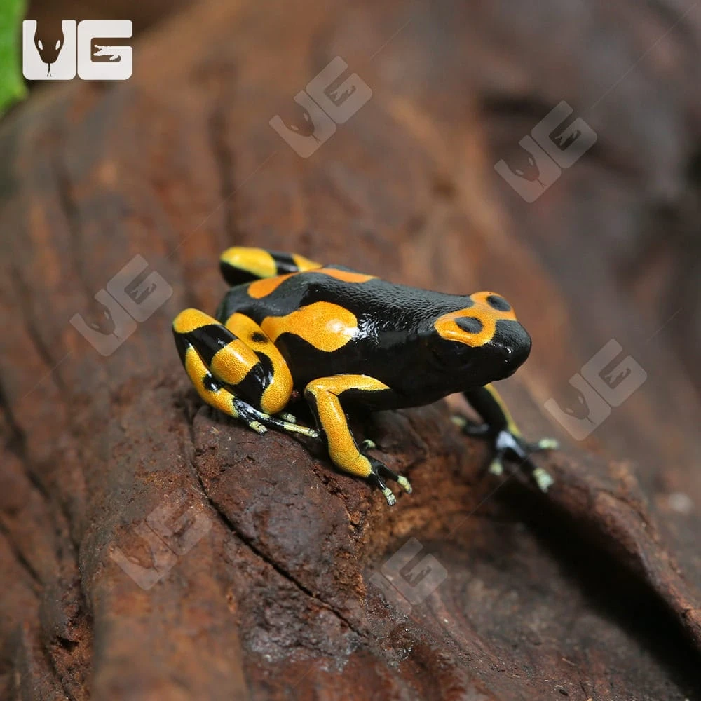 C.B. Bandit Bumblebee Dart Frog - Image 3