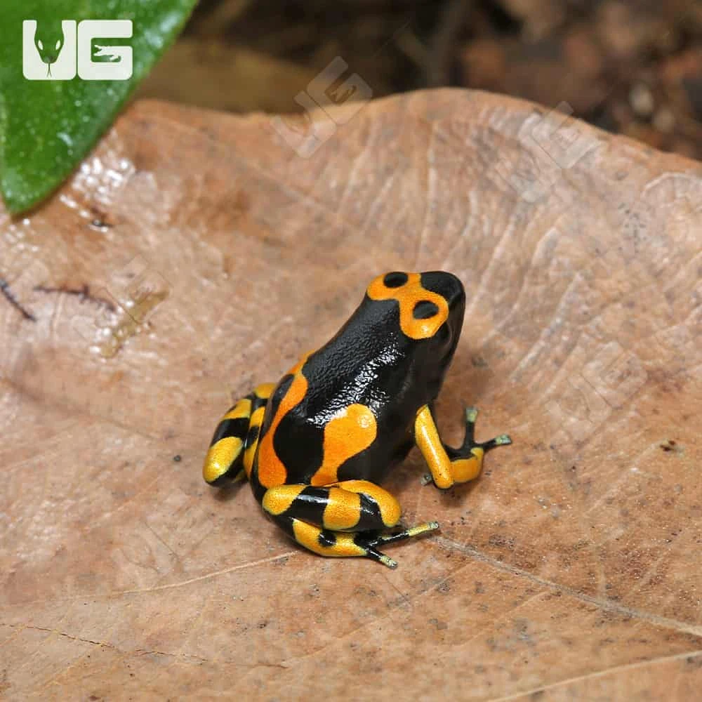 C.B. Bandit Bumblebee Dart Frog