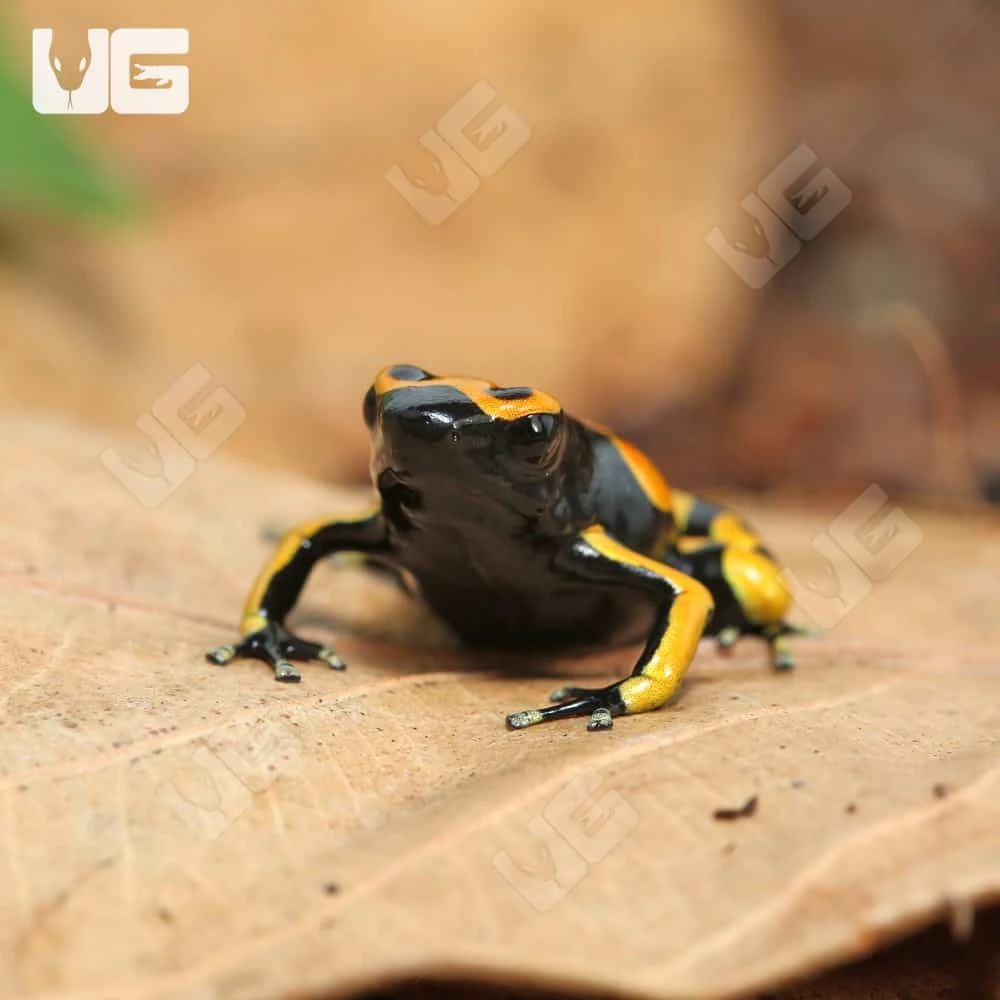 C.B. Bandit Bumblebee Dart Frog - Image 2