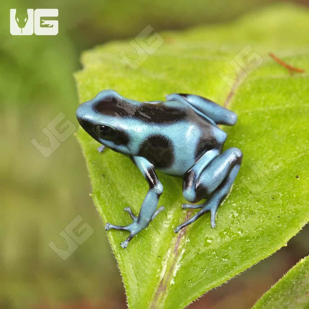 C.B. Blue And Black Auratus Dart Frog - Image 2