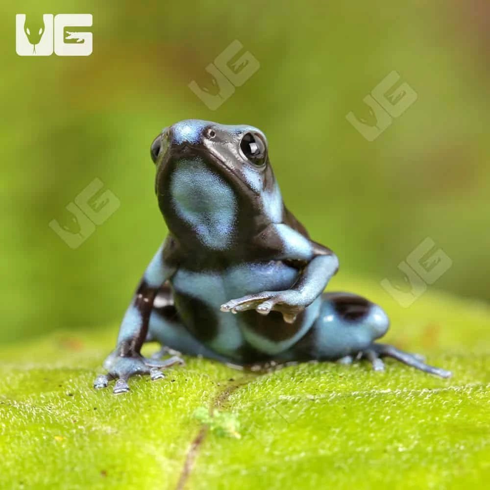 C.B. Blue And Black Auratus Dart Frog - Image 3