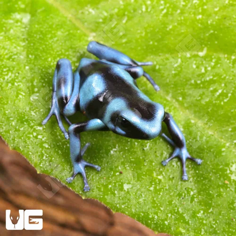 C.B. Blue And Black Auratus Dart Frog - Image 4