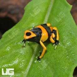 C.B. Bumblebee Dart Frog