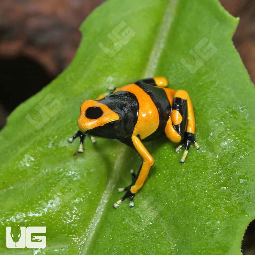 C.B. Bumblebee Dart Frog