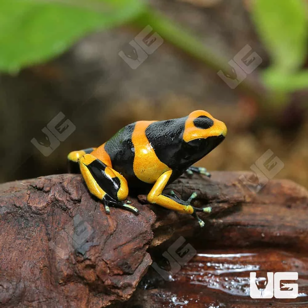 C.B. Bumblebee Dart Frog - Image 2