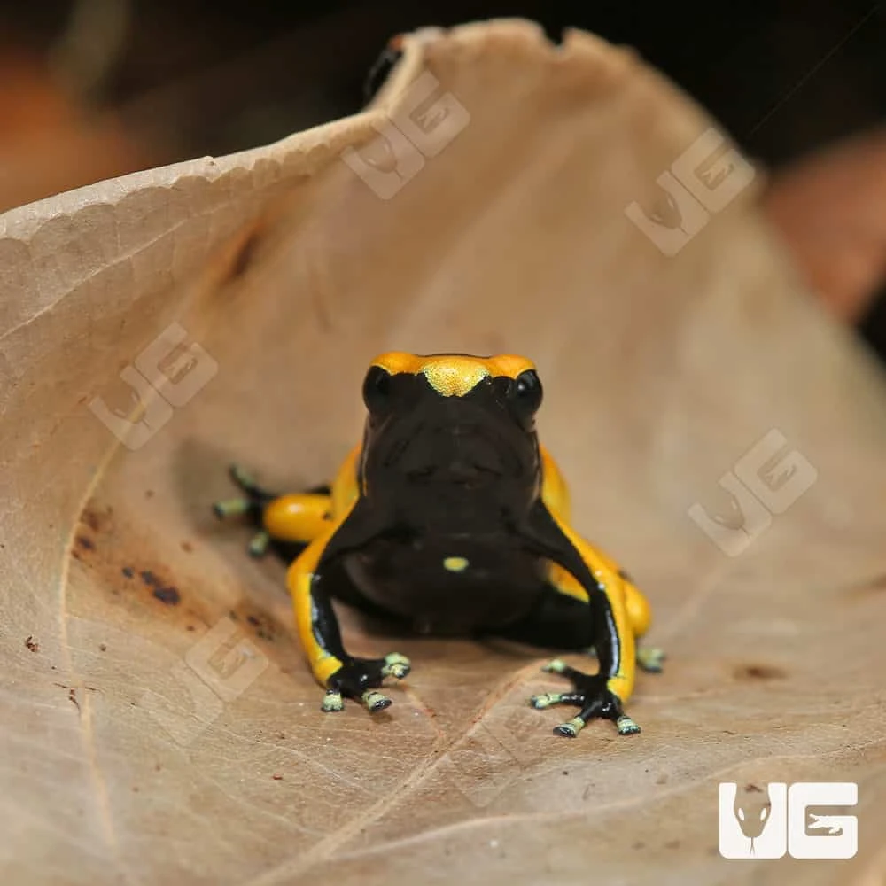 C.B. Bumblebee Dart Frog - Image 3