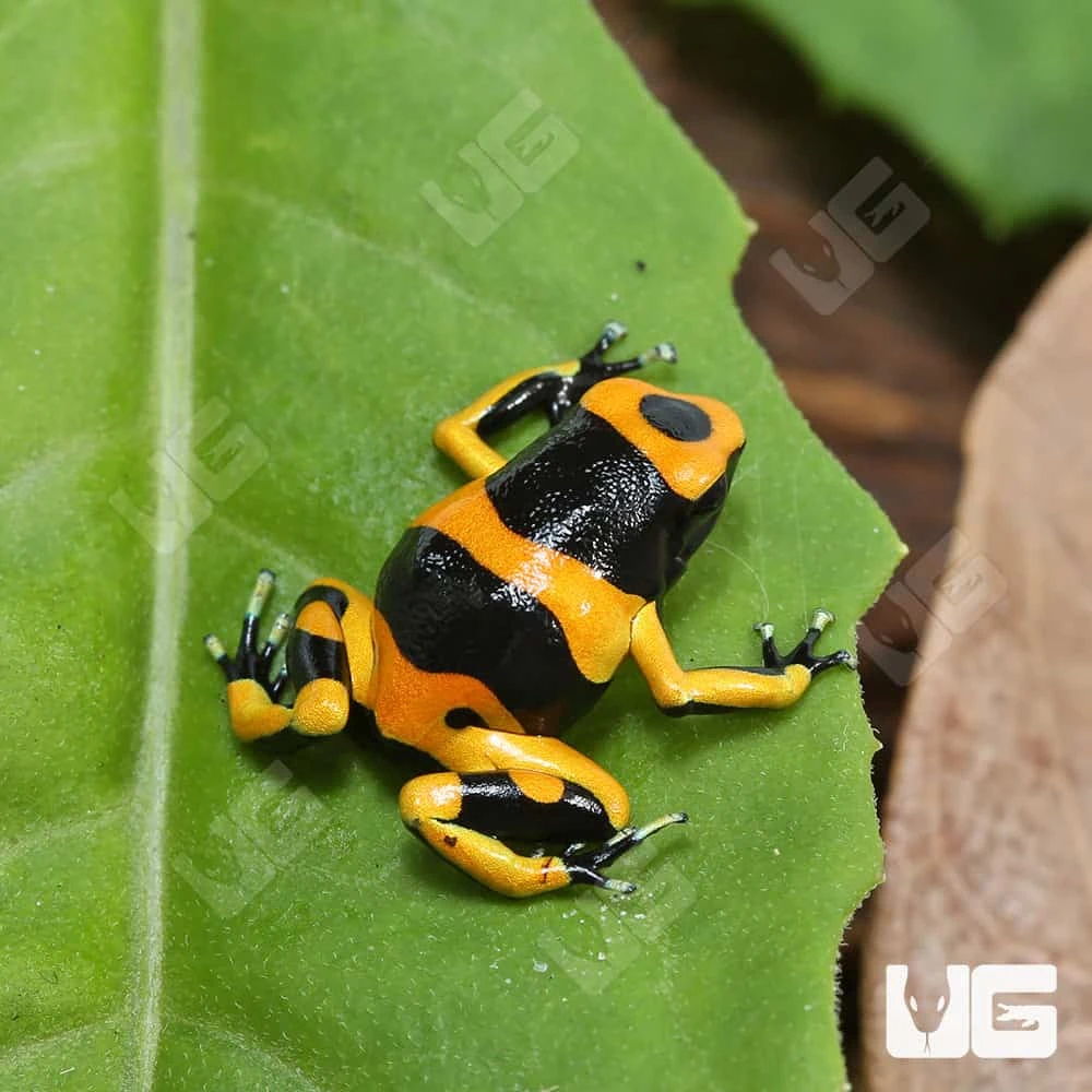 C.B. Bumblebee Dart Frog - Image 4