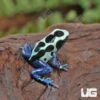 C.B. Oyapok Tinctorius Dart Frog