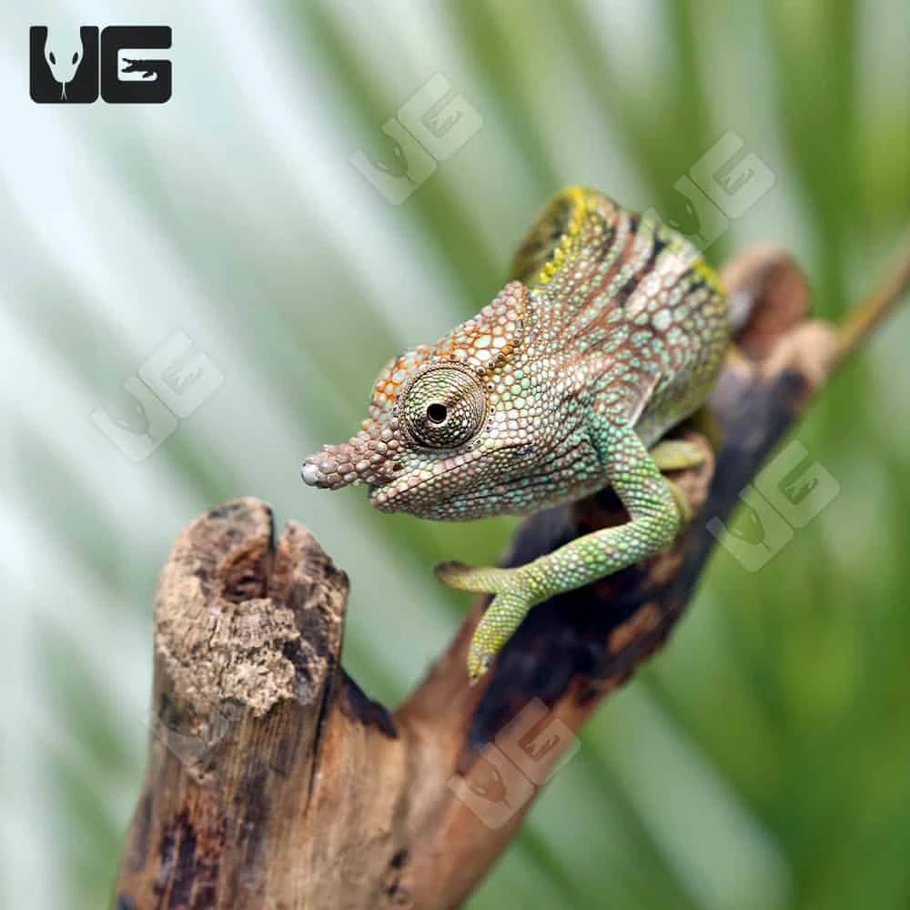 C.B. Juvenile Dwarf Fischer’s Chameleon - Image 2
