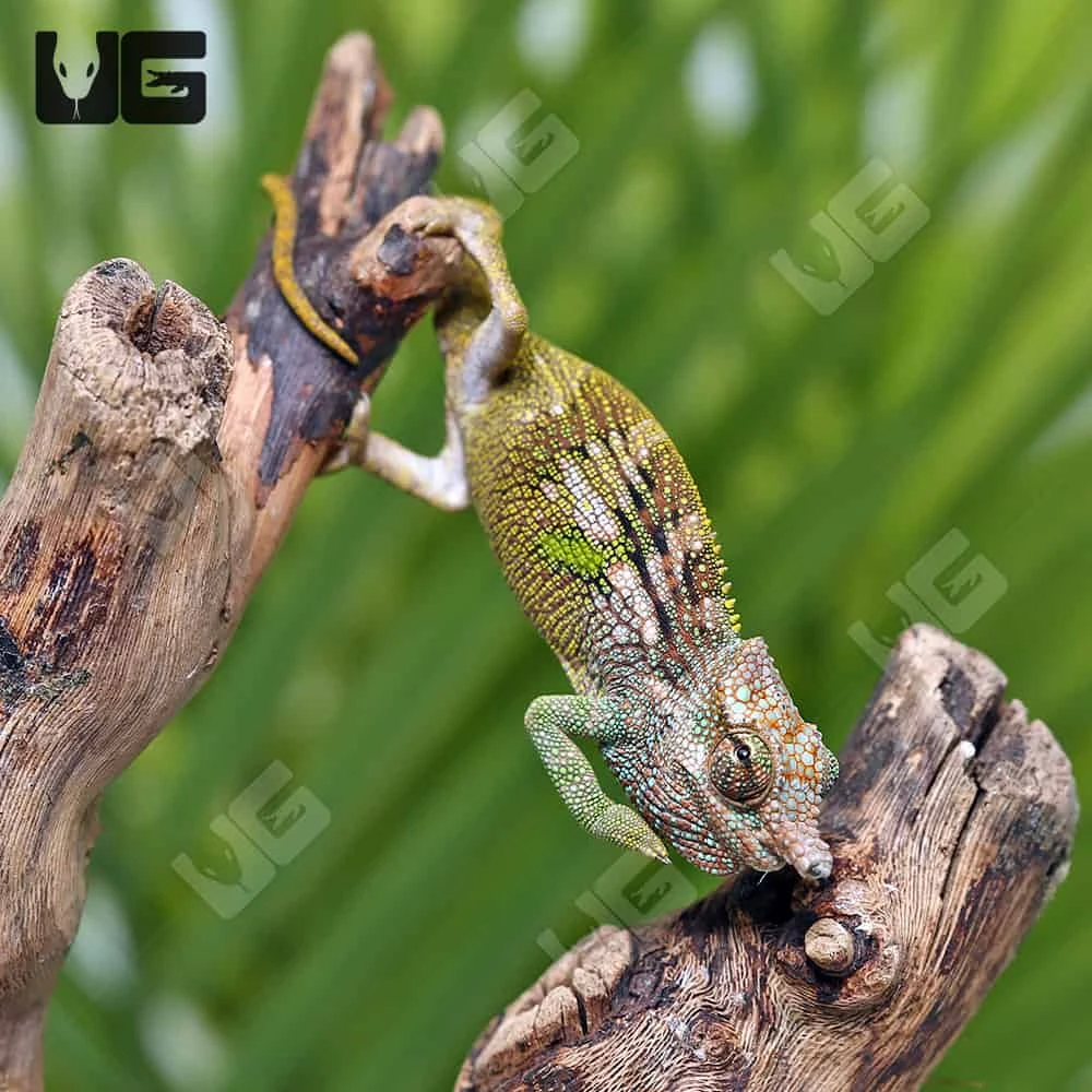 C.B. Juvenile Dwarf Fischer’s Chameleon - Image 3