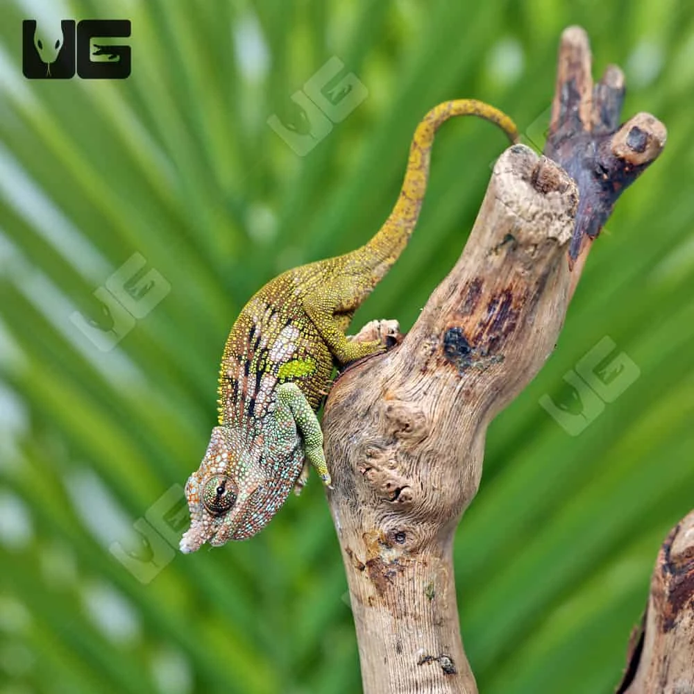 C.B. Juvenile Dwarf Fischer’s Chameleon - Image 4