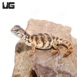 C.B. Baby Red Uromastyx