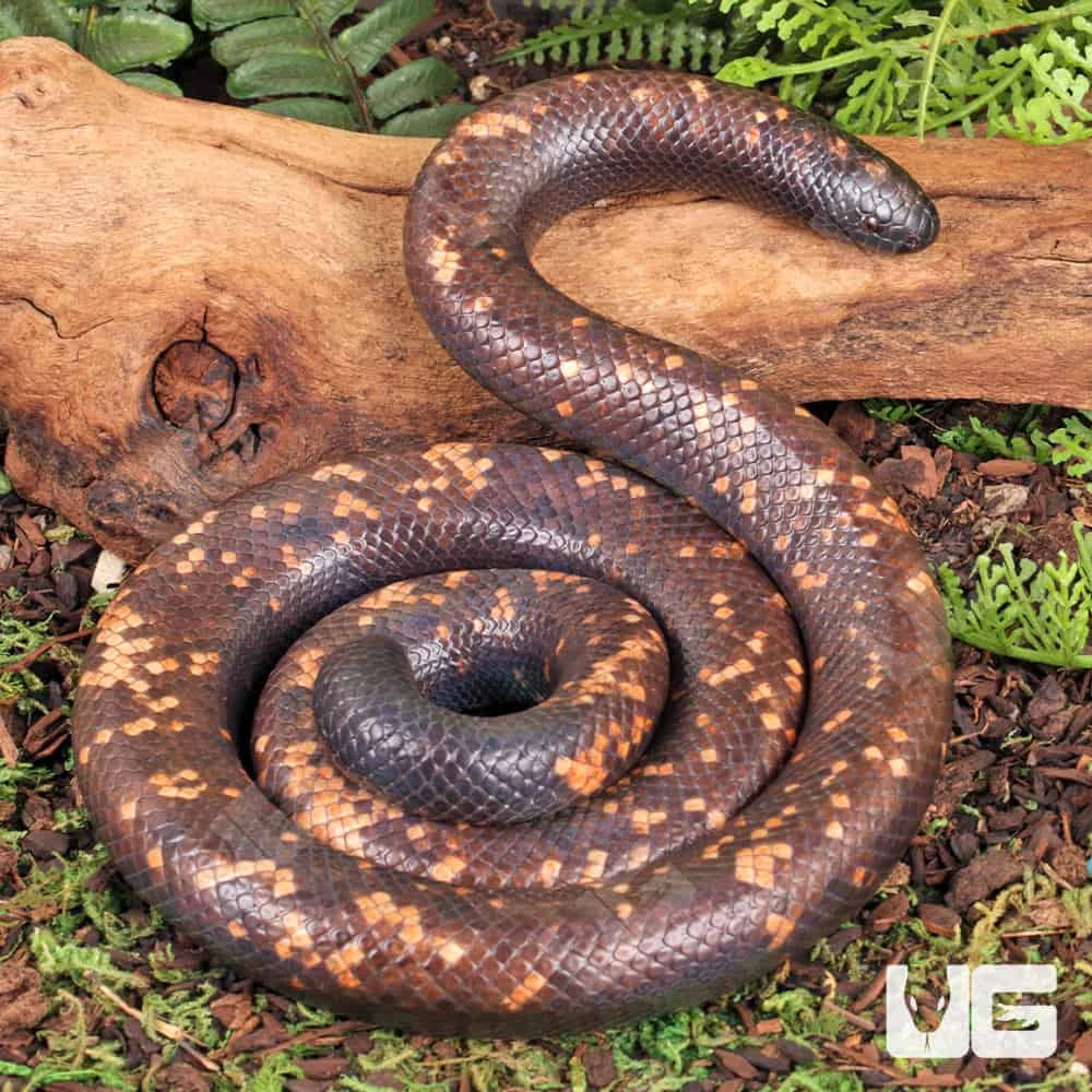 Calabar Python - Image 4