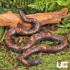 Calabar Python