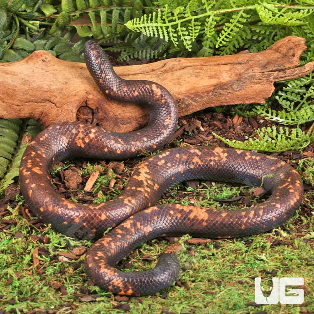 Calabar Python
