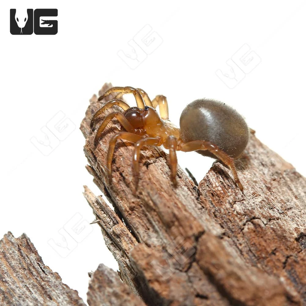 California Trapdoor Spider (.25 – .75″)