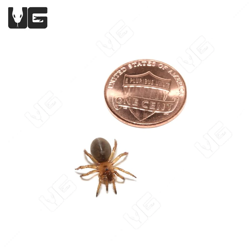 California Trapdoor Spider (.25 – .75″) - Image 3