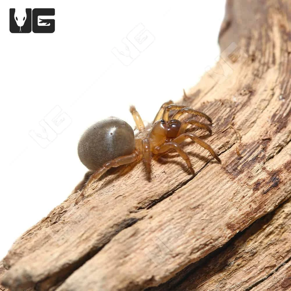 California Trapdoor Spider (.25 – .75″) - Image 2