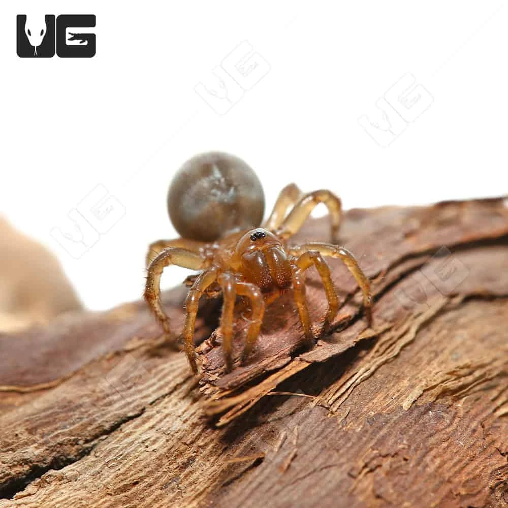 California Trapdoor Spider (.25 – .75″) - Image 4