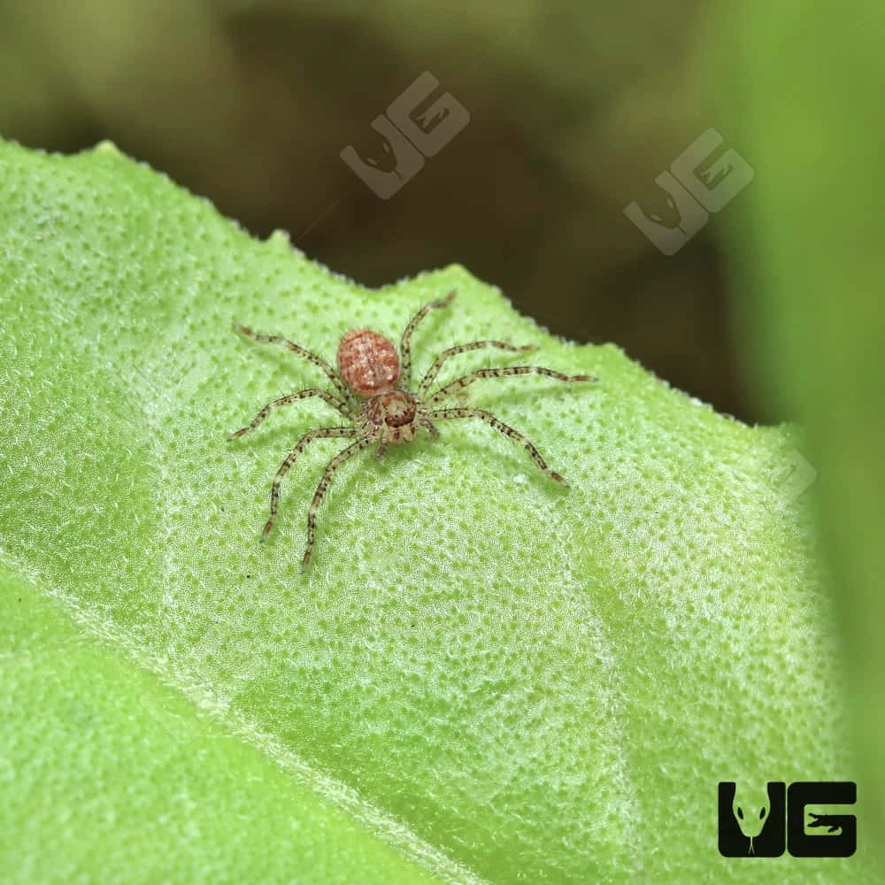 Cameroon Crab Huntsman Spider Sling (.25″) - Image 4