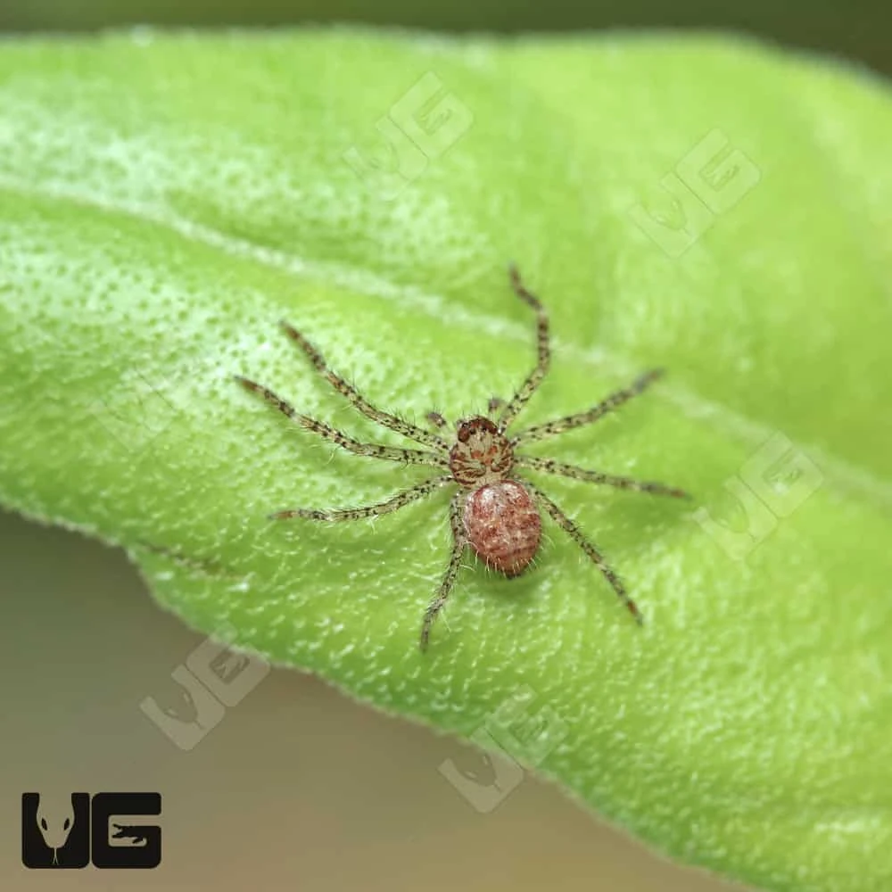 Cameroon Crab Huntsman Spider Sling (.25″) - Image 2