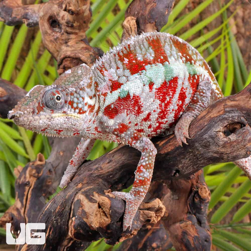 Cap Est Panther Chameleon - Image 3