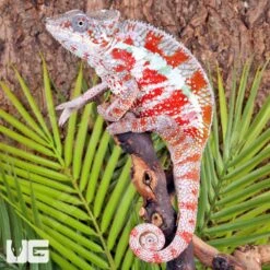 Cap Est Panther Chameleon