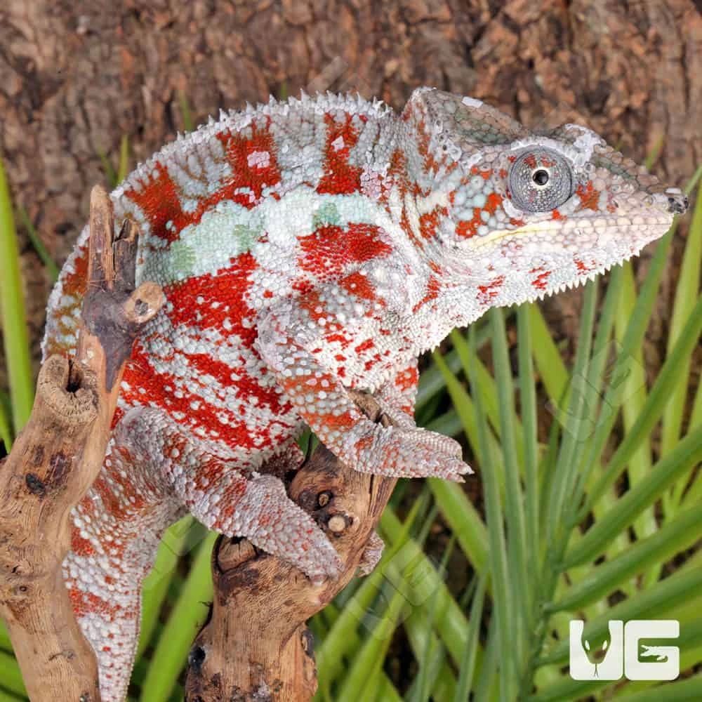 Cap Est Panther Chameleon - Image 2