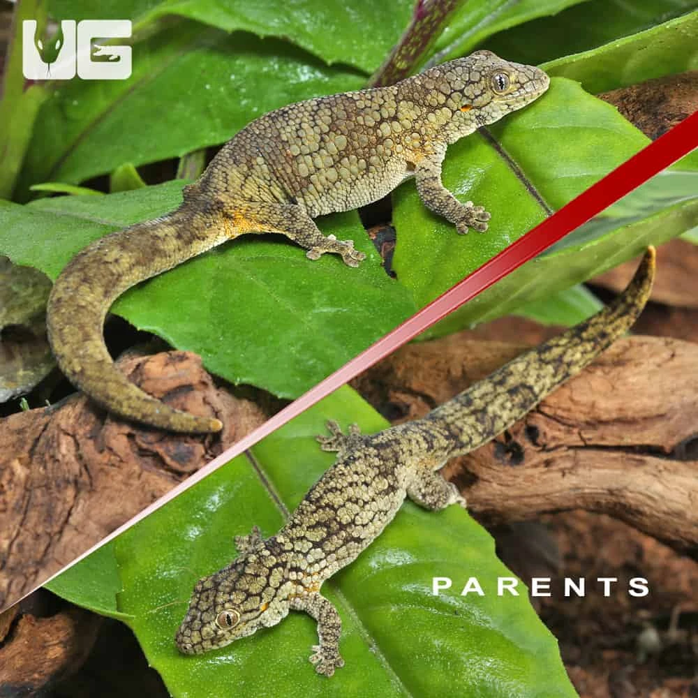 Baby Chameleon Gecko - Image 4