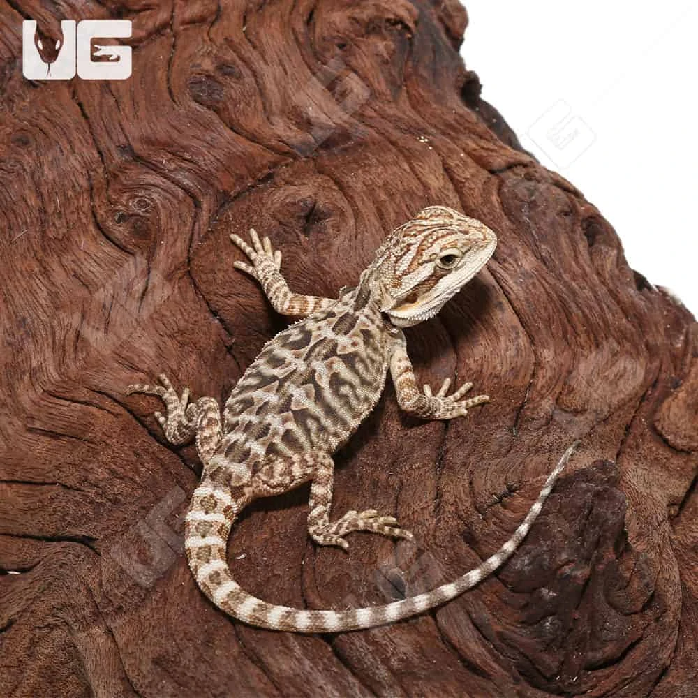 Citrus Leatherback Bearded Dragon - Image 3