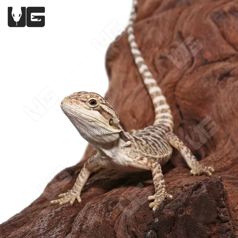 Citrus Leatherback Bearded Dragon - Image 2