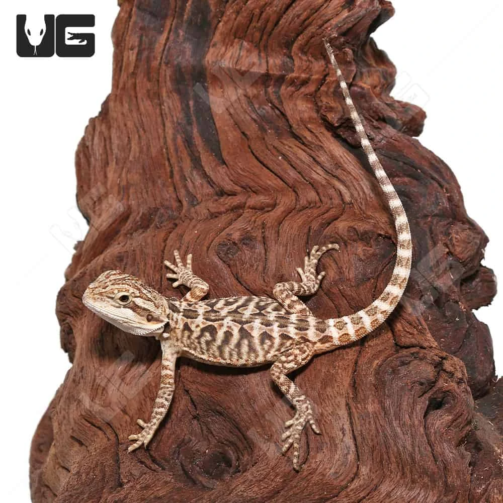 Citrus Leatherback Bearded Dragon