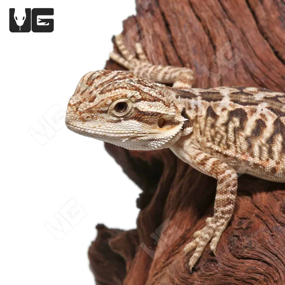 Citrus Leatherback Bearded Dragon - Image 4
