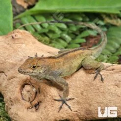 Crested Anole