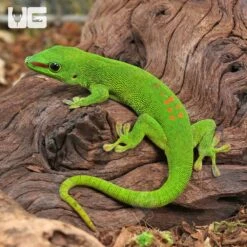 Adult Crimson Giant Day Gecko