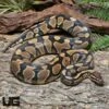 Sub Adult Dinker Ball Python