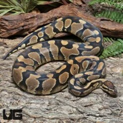 Sub Adult Dinker Ball Python