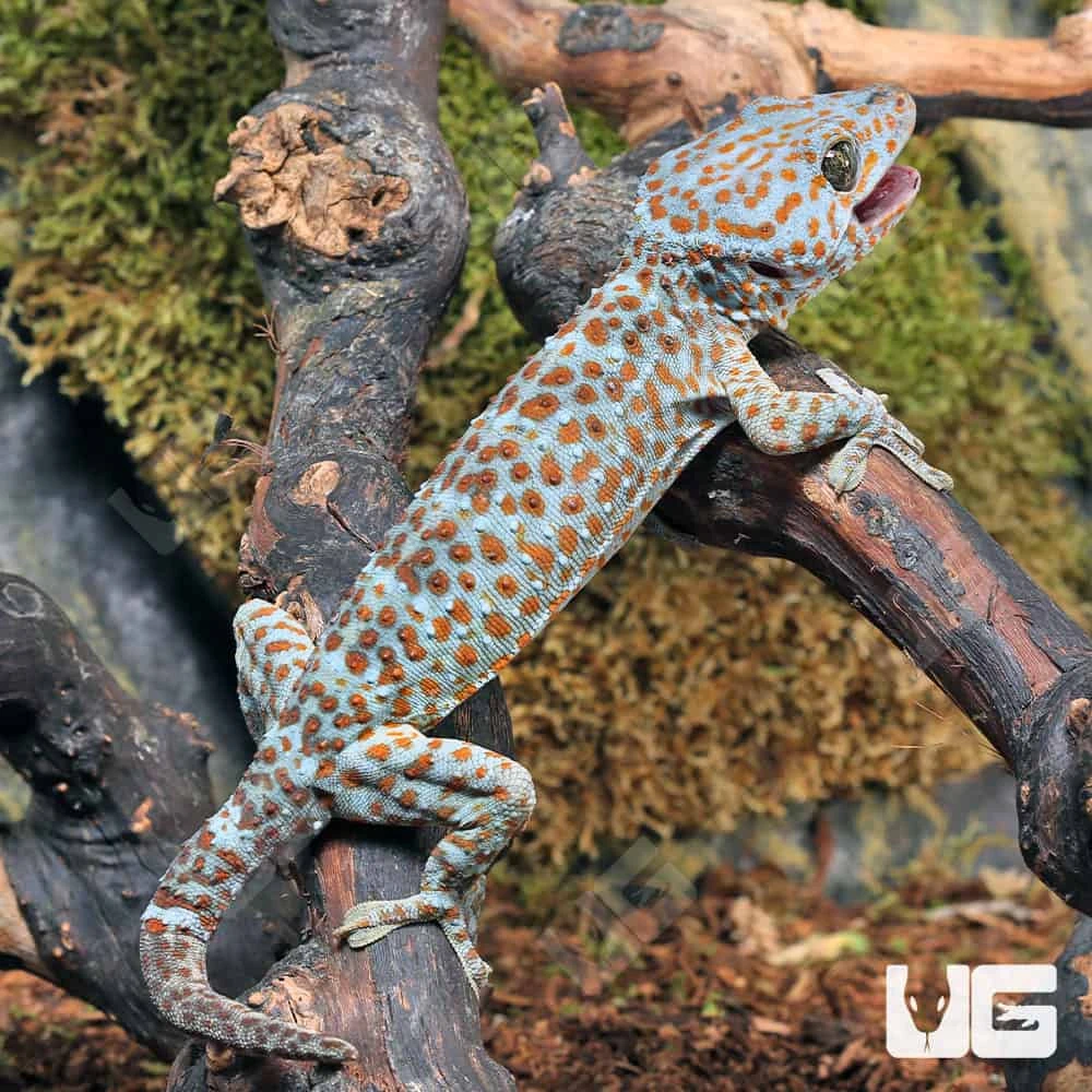 Dark Eye Tokay Gecko - Image 4