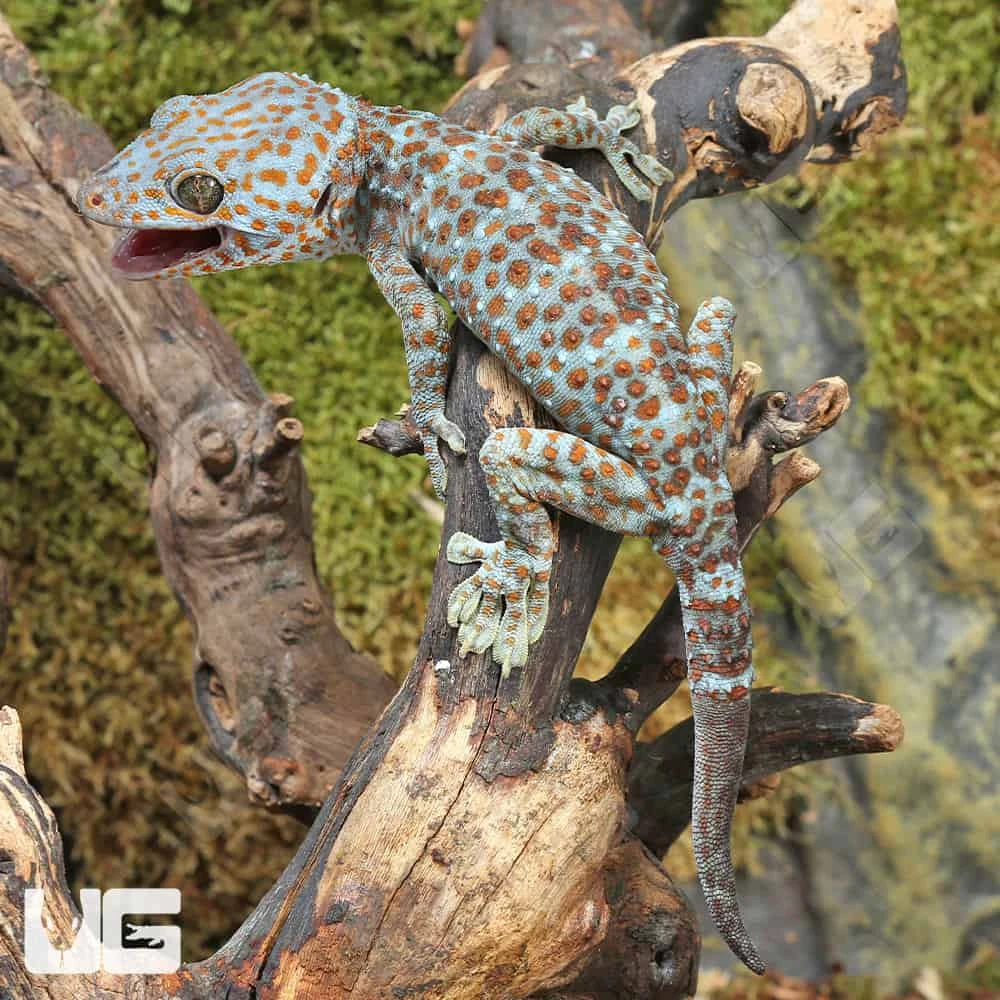 Dark Eye Tokay Gecko - Image 3