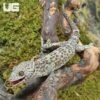 Dark Eye Tokay Gecko